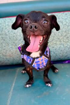 Atlas -  Chihuahua Dog for Adoption in Elkhorn, Wisconsin - Atlas | PetCurious