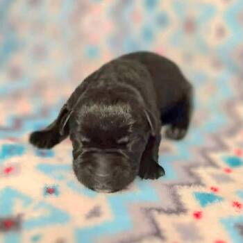 Retriever and Mixed Breed Dogs Available for Adoption in Wadena, Minnesota - Astro | PetCurious