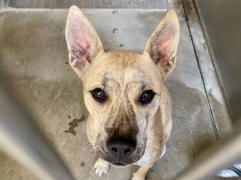 DIANA -  Australian Cattle Dog Blue Heeler and German Shepherd Dog Dog for Adoption in Tustin, California - DIANA | PetCurious