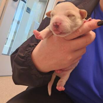 Mixed Breed Dogs Available for Adoption - Archie | PetCurious