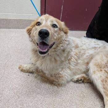 Mixed Breed Dogs Available for Adoption - Cody | PetCurious