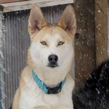 Husky and German Shepherd Dog Dogs Available for Adoption in Washington Court House, Ohio - Riley | PetCurious