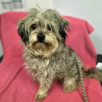 Maltese and Poodle Dogs Available for Adoption in Long Beach, California - CAMILLA | PetCurious