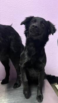 Labrador Retriever and Mixed Breed Dogs Available for Adoption in El Paso, Texas - 60808612 | PetCurious
