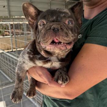 Juno -  French Bulldog Dog for Adoption in San Diego, California - Juno | PetCurious
