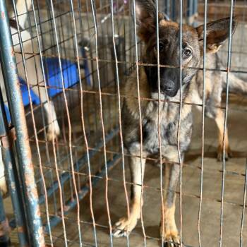 Rescue German Shepherd Dog Dogs for Adoption in Fort Smith, Arkansas - Tsunami | PetCurious