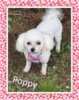 Poppy - OK -  Bichon Frise Dog Available for Adoption in Tulsa, Oklahoma - Poppy - OK | PetCurious