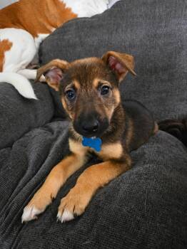 Titan -  Corgi and Terrier Dog for Adoption in Plainfield, Illinois - Titan | PetCurious