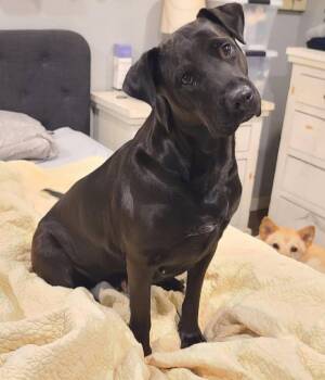 Black Labrador Retriever Dogs Available for Adoption in Wantagh, New York - Lola - Urgent Foster Or Adopter | PetCurious