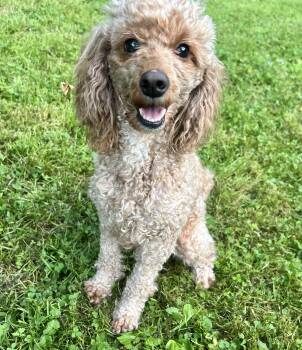 MISSY -  Miniature Poodle Dog for Adoption in Belmont, New York - MISSY | PetCurious