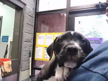 Pit Bull Terrier and Mixed Breed Dogs Available for Adoption in Tulsa, Oklahoma - BRUCE | PetCurious