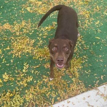 Rescue Labrador Retriever and Mixed Breed Dogs for Adoption in Bedford Park, Illinois - Candy | PetCurious