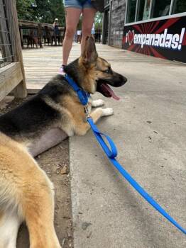Locke (CP) -  German Shepherd Dog Dog for Adoption in Dallas, Texas - Locke (CP) | PetCurious