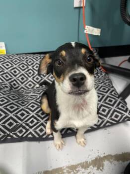 Bailey -  Mixed Breed Dog for Adoption in Chattanooga, Tennessee - Bailey | PetCurious