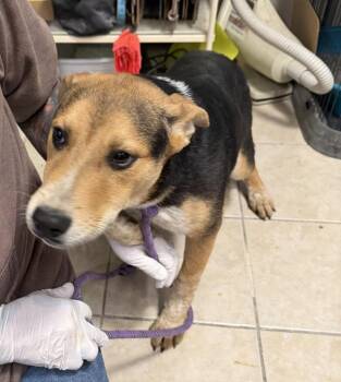 Catahoula Leopard Dog and German Shepherd Dog Dogs Available for Adoption in Pahrump, Nevada - Lucky | PetCurious