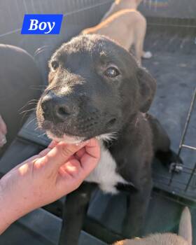Espresso - Coffee crew -  Black Labrador Retriever Dog for Adoption in Sheboygan, Wisconsin - Espresso - Coffee Crew | PetCurious