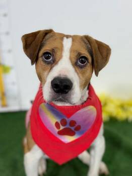 Beagle and Mixed Breed Dogs Available for Adoption in Carlsbad, California - Chanel-One Of Our Amazing Rescue Dogs | PetCurious