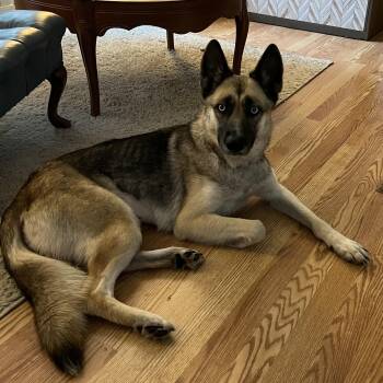 Hazel Courtesy Listing -  German Shepherd Dog Dog for Adoption in Midland, Michigan - Hazel Courtesy Listing | PetCurious