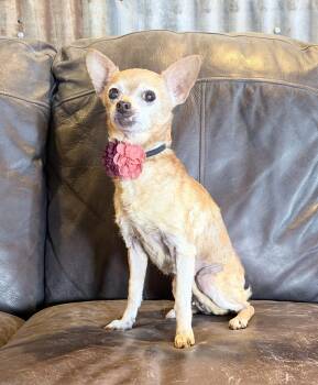 Chihuahua Dogs Available for Adoption in Lubbock, Texas - Sister | PetCurious