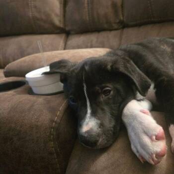RAJ -  Labrador Retriever and Shepherd Dog for Adoption in Sanford, North Carolina - RAJ | PetCurious