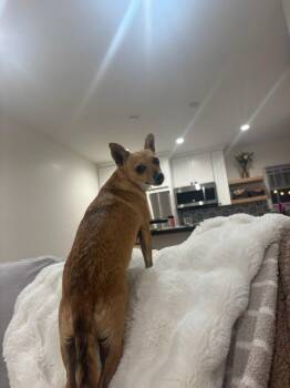 Margarita -  Chihuahua Dog for Adoption in San Diego, California - Margarita | PetCurious