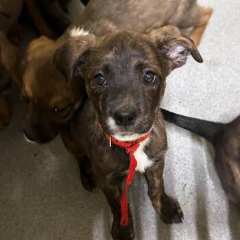 Daria -  Mixed Breed Dog for Adoption in Blue Ridge, Georgia - Daria | PetCurious