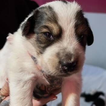 CEDAR -  Border Collie and Mixed Breed Dog for Adoption in Richmond, California - CEDAR | PetCurious