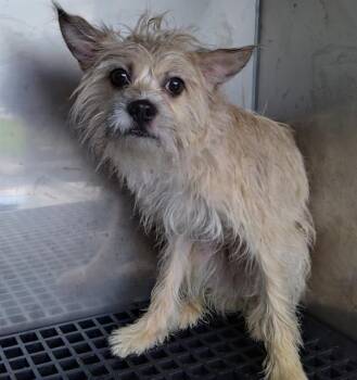 West Highland White Terrier Westie Dogs Available for Adoption in Fort Lauderdale, Florida - LINDA | PetCurious