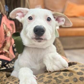 Cricket Ridge Penelope -  Labrador Retriever and German Shepherd Dog Dog for Adoption in Friendswood, Texas - Cricket Ridge Penelope | PetCurious