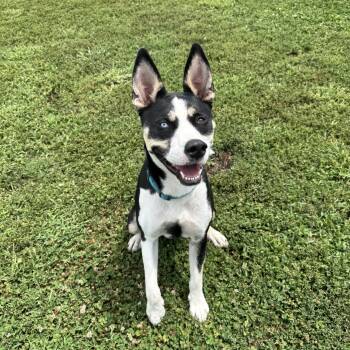 Huck -  Husky Dog for Adoption in Leon, Kansas - Huck | PetCurious