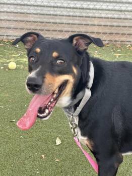 Smoky -  Border Collie Dog for Adoption in Austin, Texas - Smoky | PetCurious