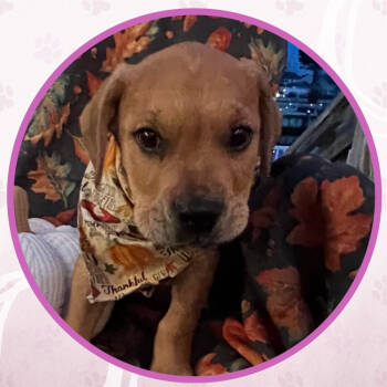 Rescue Mixed Breed Dogs for Adoption in Toms River, New Jersey - Fireball Swiss Roll Cake | PetCurious