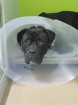 Rescue American Bulldog and Mixed Breed Dogs for Adoption in St. Peters, Missouri - DOZER | PetCurious