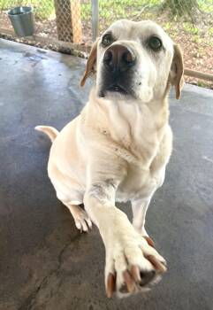 Sunny -  Yellow Labrador Retriever Dog for Adoption in Edinburg, Virginia - Sunny | PetCurious