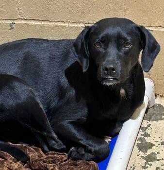 Rescue Black Labrador Retriever Dogs for Adoption in Newborn, Georgia - REMI | PetCurious
