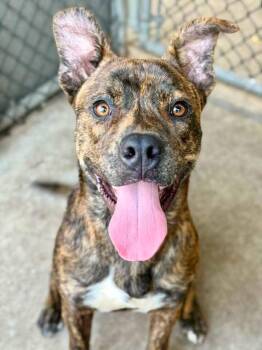 Affogato -  Pit Bull Terrier Dog for Adoption in Chicago, Illinois - Affogato | PetCurious
