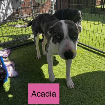 Australian Shepherd Dogs Available for Adoption in Tampa, Florida - Acadia | PetCurious