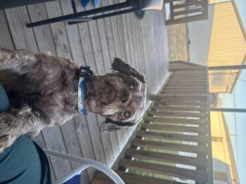 Shih Tzu Dogs Available for Adoption - Louie | PetCurious