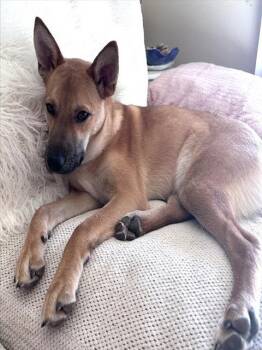 German Shepherd Dog Dogs Available for Adoption - CHARLIE BROWN | PetCurious