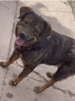 BEAR -  Bernese Mountain Dog and Australian Shepherd Dog for Adoption in Chandler, Arizona - BEAR | PetCurious
