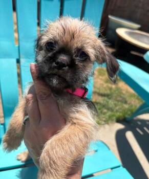 Mercury -  Pug and Shih Tzu Dog for Adoption in San Diego, California - Mercury | PetCurious