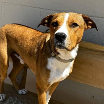 Winston -  Black Mouth Cur and Mixed Breed Dog for Adoption in Midland, Texas - Winston | PetCurious