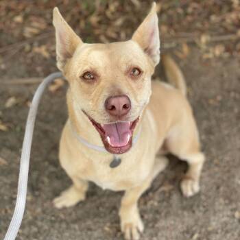 Rescue Cardigan Welsh Corgi and Mixed Breed Dogs for Adoption in Riverside, California - Harmony | PetCurious