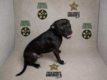 GUS -  American Bulldog and Mixed Breed Dog for Adoption in Winter Haven, Florida - GUS | PetCurious
