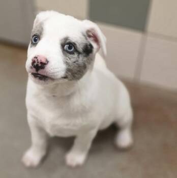 Welma -  Australian Cattle Dog Blue Heeler Dog for Adoption in Salinas, California - Welma | PetCurious