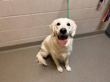 MOOSE -  Golden Retriever and Labrador Retriever Dog for Adoption in Colorado Springs, Colorado - MOOSE | PetCurious