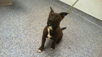 Mixed Breed Dogs Available for Adoption in Charlotte, North Carolina - A1263036 | PetCurious