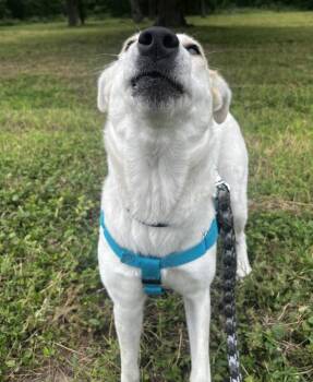 Baby Girl -  Labrador Retriever and Siberian Husky Dog for Adoption in Austin, Texas - Baby Girl | PetCurious
