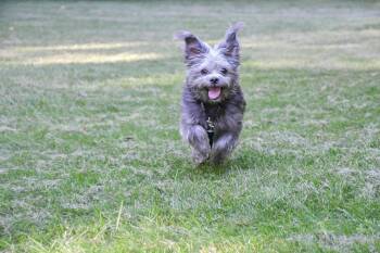 PAMELA -  Maltese Dog for Adoption in Richmond, Texas - PAMELA | PetCurious