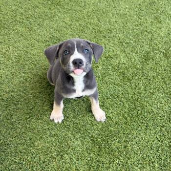 Prince 4122 -  Terrier and Mixed Breed Dog for Adoption in Loxahatchee Groves, Florida - Prince 4122 | PetCurious